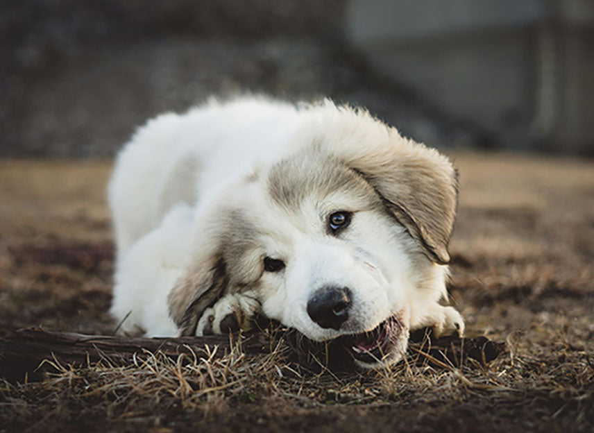 Puppy treats and chews suitable for young dogs