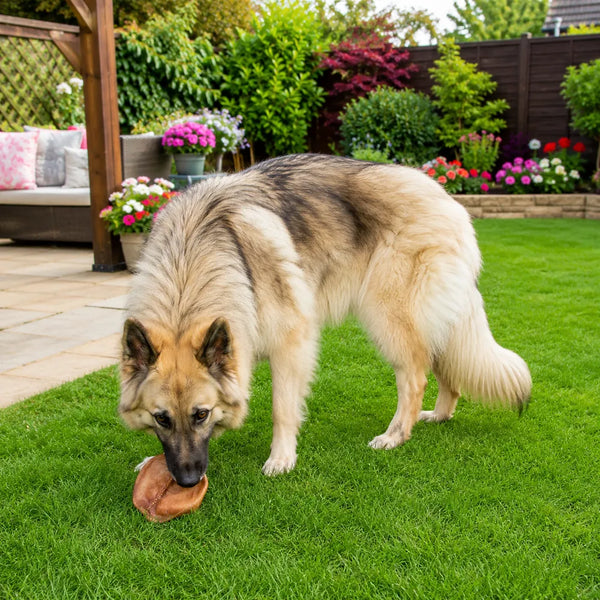 Long-haired German shepherd eating a pig’s ear on a lawn in a colourful garden with a patio, representing dog treats by protein.
