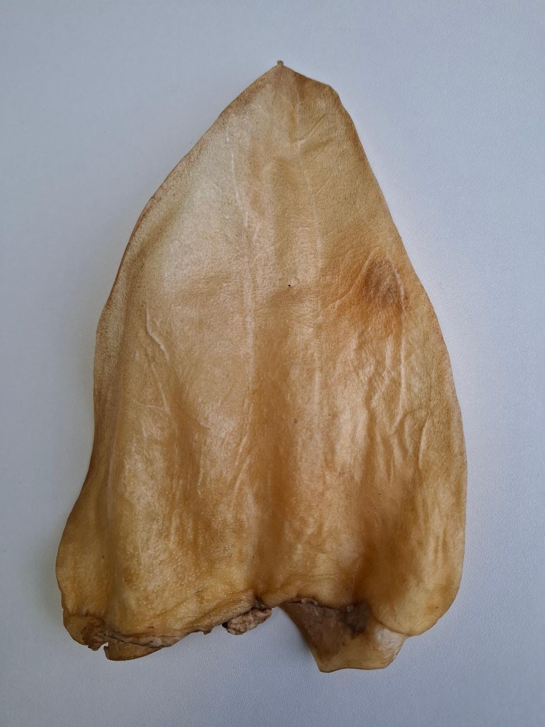 Cows Ear