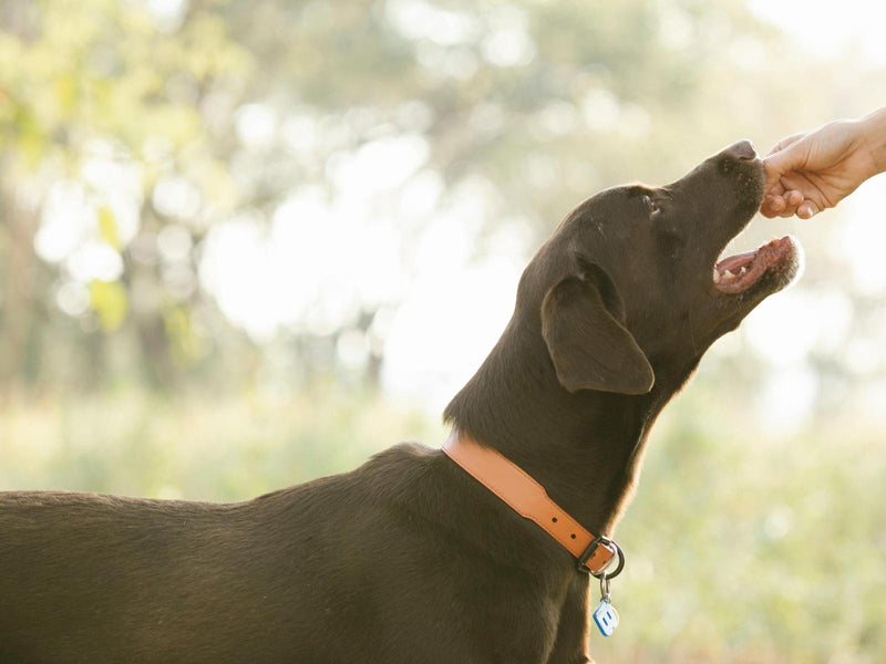 Natural dog treats by treat type from Fido's Tasty Treats including ears, feet, chews, sausages and sticks