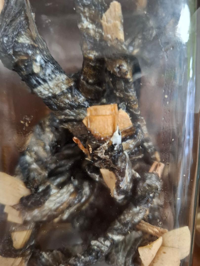 Fish Skin & Cod Wrap