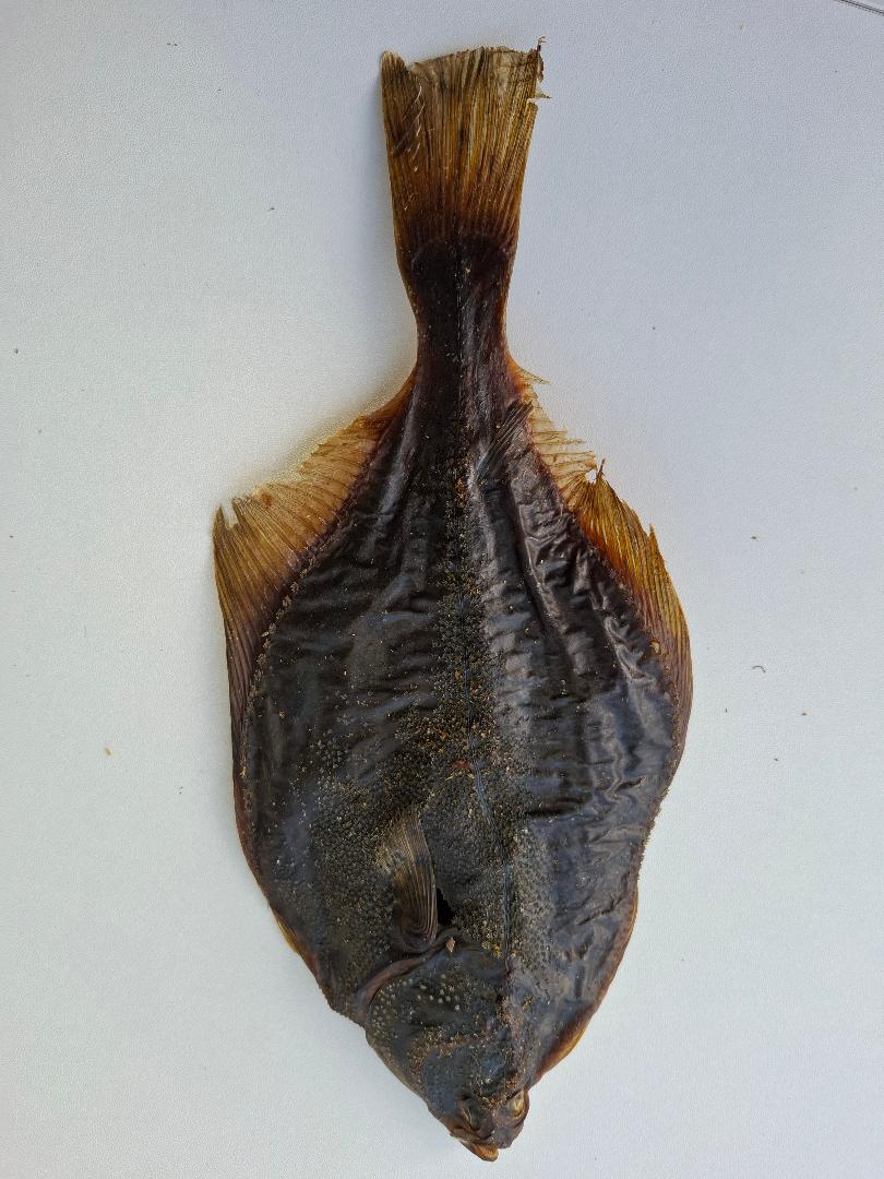 Flounder Flat Fish