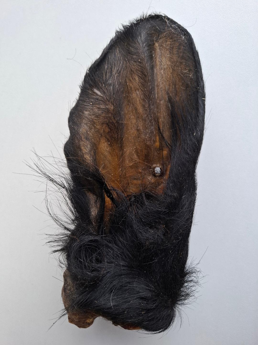 Hairy Buffalo Ear