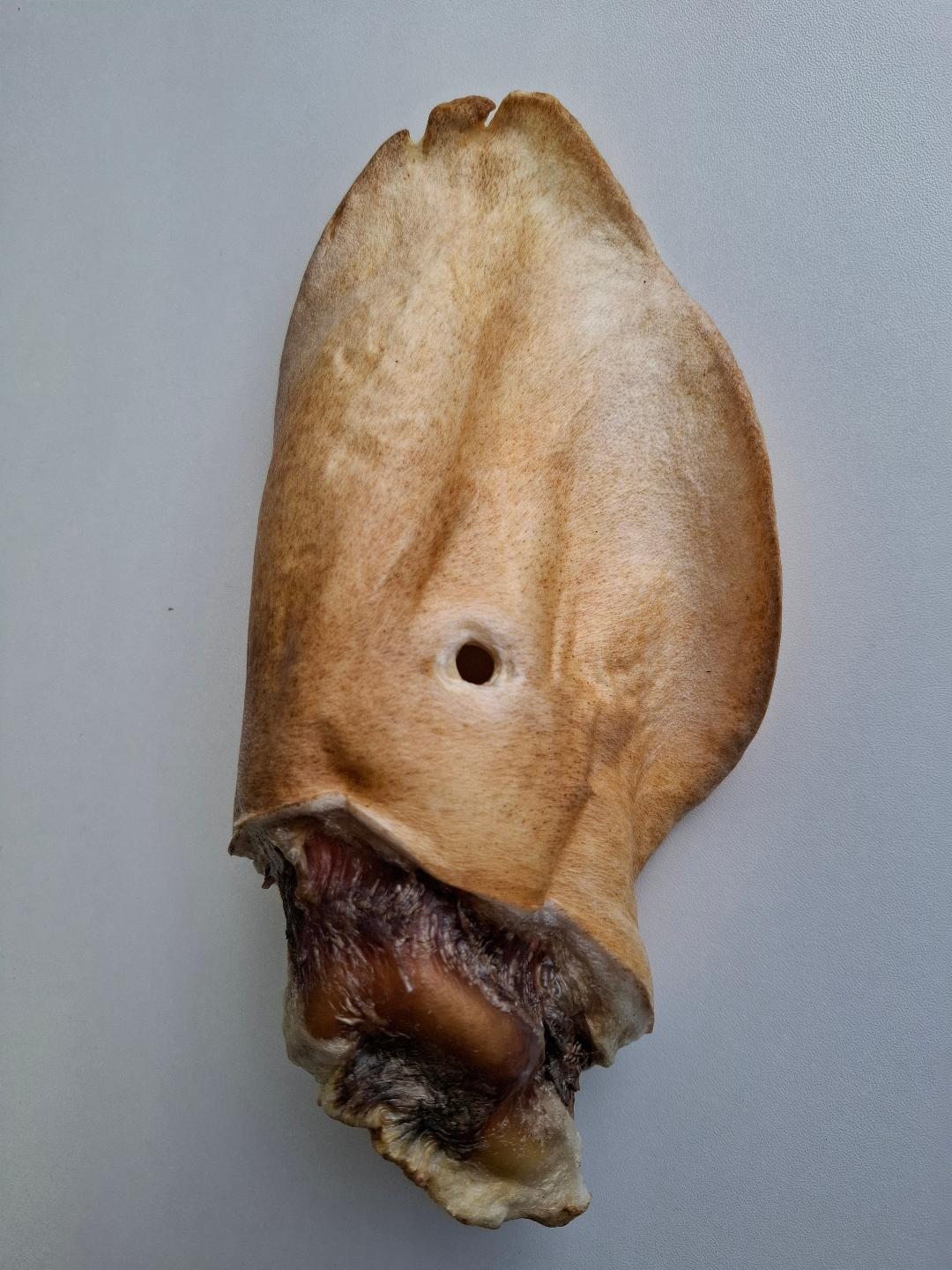 Honey Coated Buffalo Ear