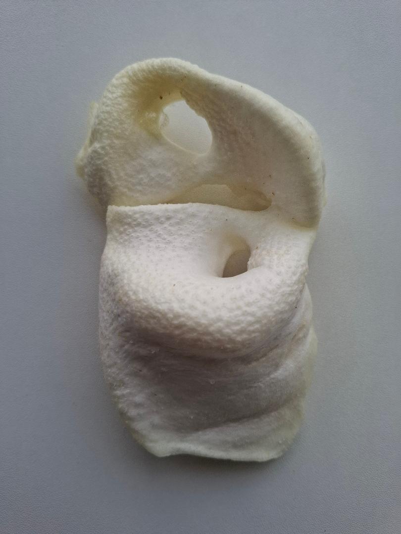 Large Puffed Pig Snout