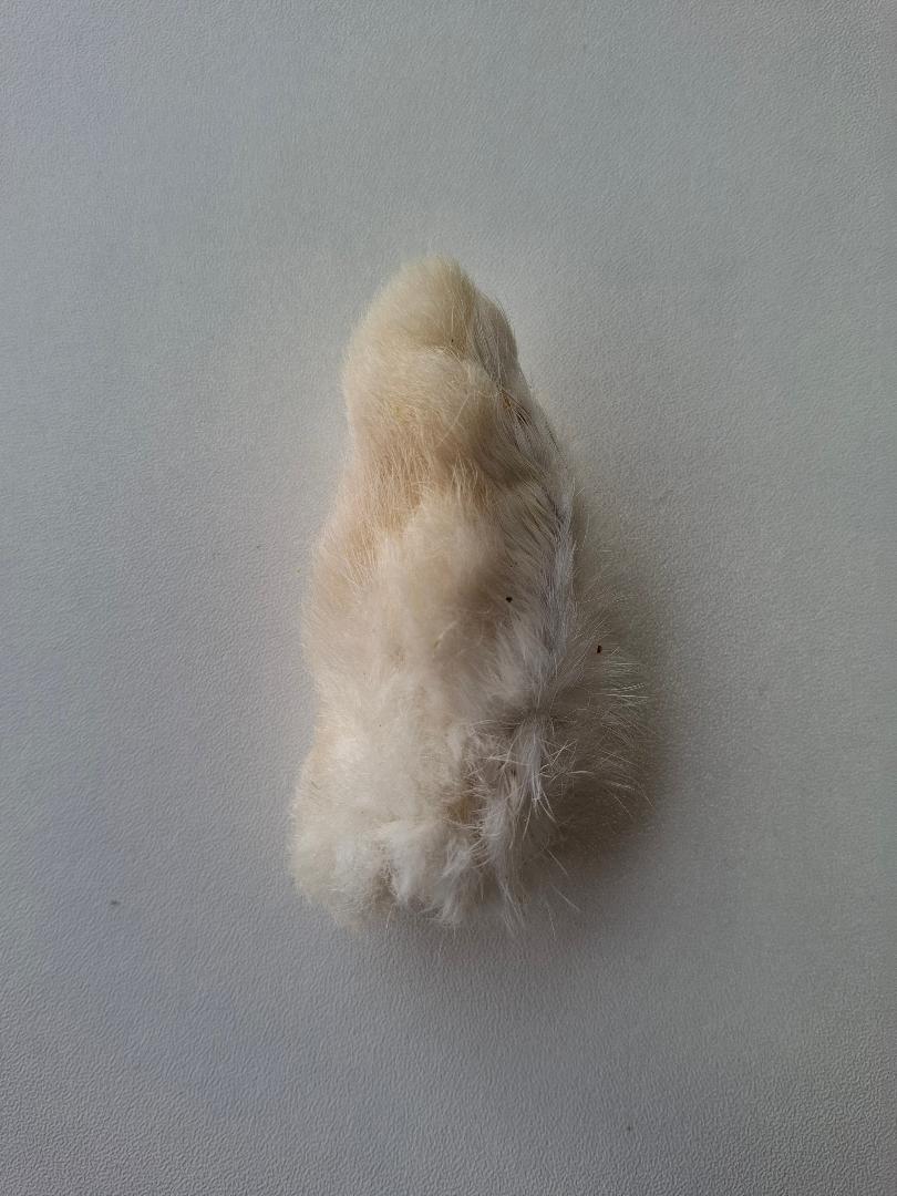 Rabbits Foot