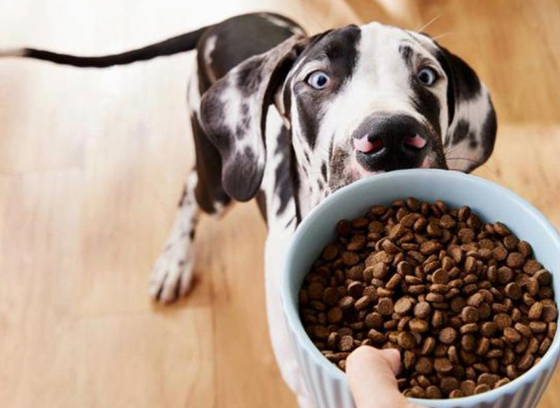 Natural dog wellness treats from Fido's Tasty Treats for digestion, calming, joints, skin and coat